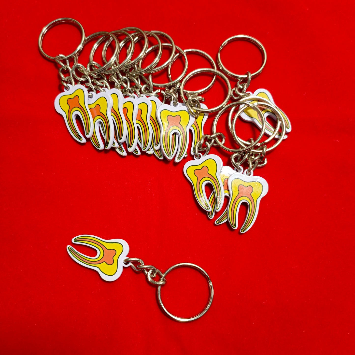 Keychain of tooth Anatomy