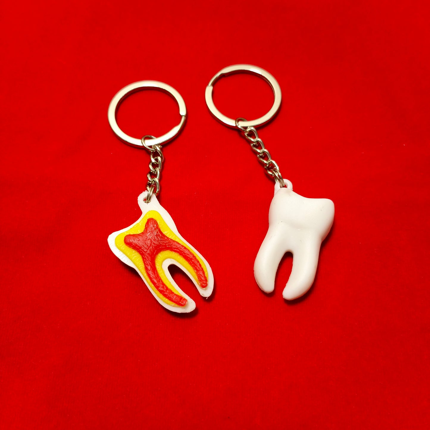 Keychain of tooth anatomy