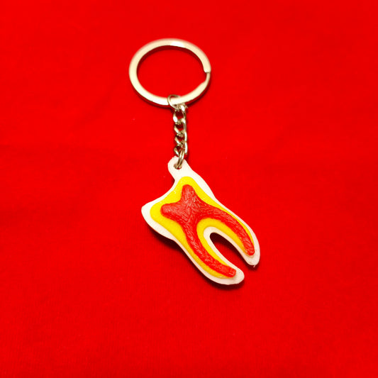 Keychain of tooth anatomy